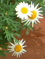 }[KbgETf[bv(Marguerite 'Sunday Ripple')