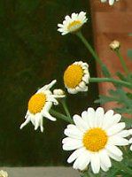 }[KbgETf[bv(Marguerite 'Sunday Ripple')