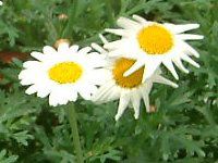 }[KbgETf[bv(Marguerite 'Sunday Ripple')