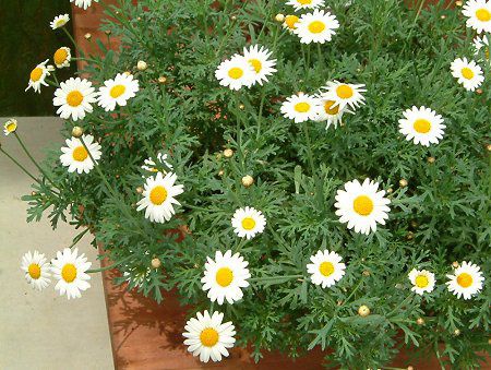 }[KbgETf[bv(Marguerite 'Sunday Ripple')