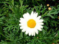 }[KbgETf[bv(Marguerite 'Sunday Ripple')