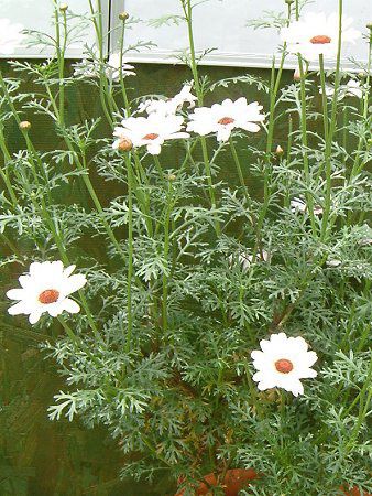 Marguerite 'Queen mise'