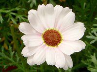 }[KbgNC[}CX(Marguerite 'Queen mise')
