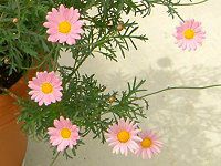 }[KbgEGWF}CX(Marguerite 'Angel mise'j