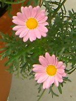 }[KbgEGWF}CX(Marguerite 'Angel mise'j