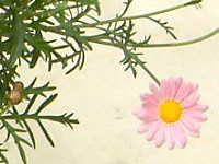 }[KbgEGWF}CX(Marguerite 'Angel mise'j