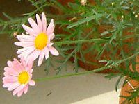 }[KbgEGWF}CX(Marguerite 'Angel mise'j