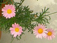 }[KbgEGWF}CX(Marguerite 'Angel mise'j