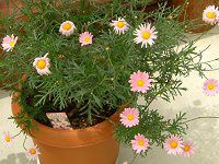 }[KbgEGWF}CX(Marguerite 'Angel mise'j