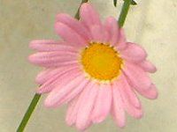 }[KbgEGWF}CX(Marguerite 'Angel mise'j