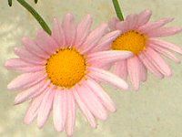 }[KbgEGWF}CX(Marguerite 'Angel mise'j