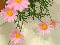 }[KbgEGWF}CX(Marguerite 'Angel mise'j