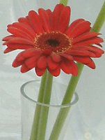 K[x(gerbera)