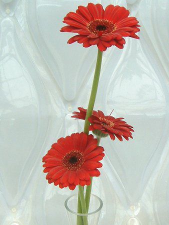 ஐガーベラஐページ！ ガーベラ(Gerbera)【かぎけんWEB】