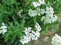 [(Yarrow)