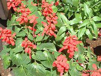 TrAEXvfX(Salvia splendens)