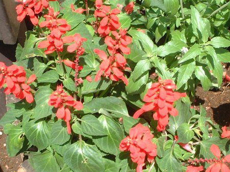 TrAEXvfX(Salvia splendens)
