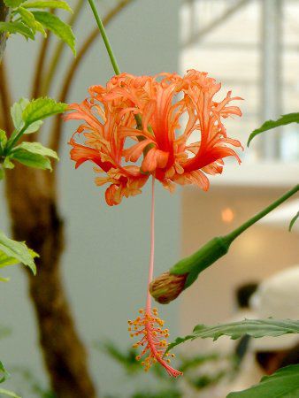 フウリンブッソウゲ 風鈴仏桑華 かぎけんweb