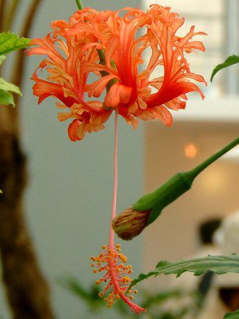 花博の花 113 フウリンブッソウゲ 風鈴仏桑花 かぎけんweb