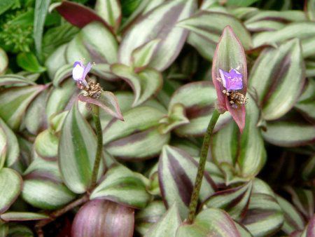 gfBXJeBAE[ui(Tradescantia zebrina)