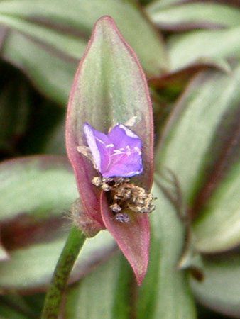 gfBXJeBAE[ui(Tradescantia zebrina)