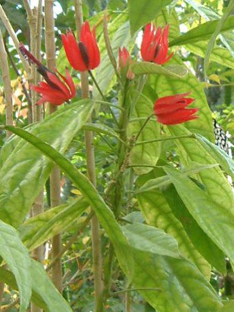 p{jAECefBAiPavonia intermediaj