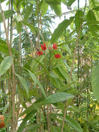 p{jAECefBAiPavonia intermediaj