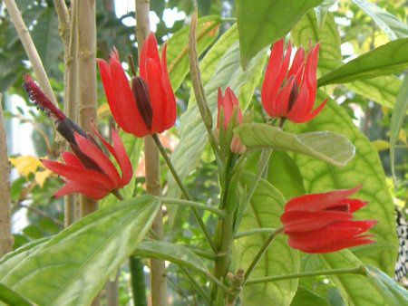 p{jAECefBAiPavonia intermediaj