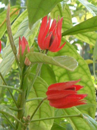 p{jAECefBAiPavonia intermediaj