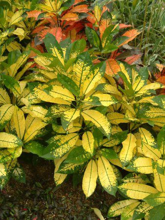 Ng(Croton)