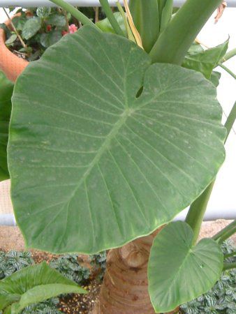 クワズイモ（食わず芋）【かぎけんWEB】