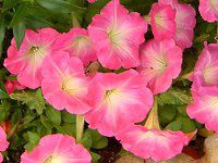 lΉԔ#88-y`jA(Petunia)