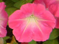 lΉԔ#88-y`jA(Petunia)