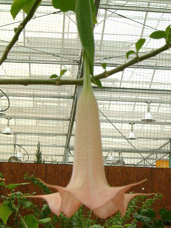 GWFXEgybgEc[(Angel's trumpet tree)