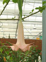 GWFXgybgEc[(ANGEL'S TRUMPET TREE)