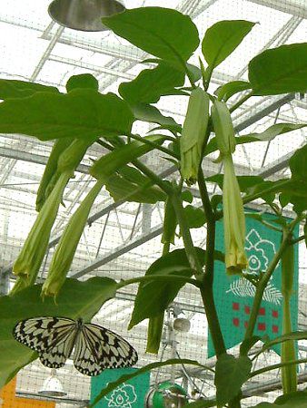 GWFXEgybgEc[(Angel's trumpet tree)