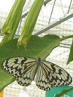 GWFXgybgEc[(ANGEL'S TRUMPET TREE)