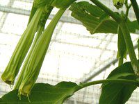 GWFXgybgEc[(ANGEL'S TRUMPET TREE)