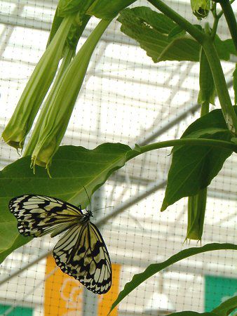 GWFXEgybgEc[(Angel's trumpet tree)