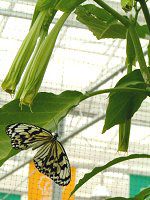 GWFXgybgEc[(ANGEL'S TRUMPET TREE)