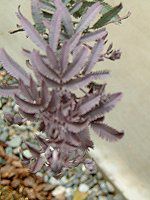 ギンヨウアカシア プルプレア 銀葉アカシア Purpurea ギンヨウアカシア プルプレア 銀葉アカシア Purpurea
