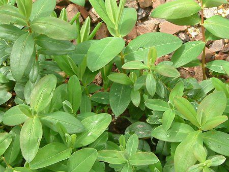 ヒペリカム カリシナム Hypericum Calycinum かぎけんweb