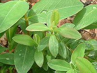 qyJEJVi(Hypericum calycinum)