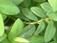 qyJEJVi(Hypericum calycinum)