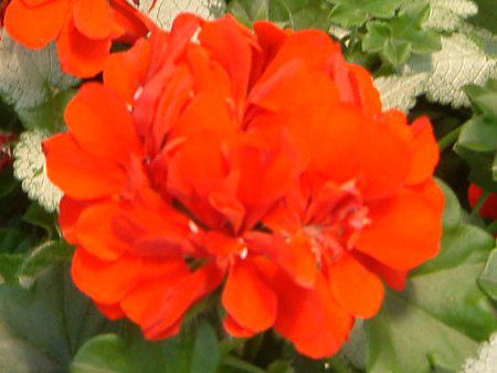 [jE(Geranium)