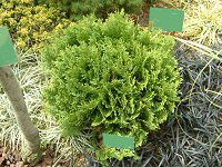 jICqo 'bL[(Thuja occidentalis 'Meckii')