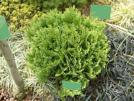 jICqo 'bL[(Thuja occidentalis 'Meckii')