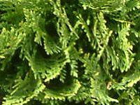 jICqo 'bL[(Thuja occidentalis 'Meckii')