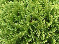 jICqo 'bL[(Thuja occidentalis 'Meckii')