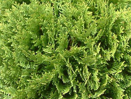 jICqo 'bL[(Thuja occidentalis 'Meckii')